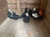 Racing Pigeons for sale