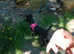 15 weeks old girl patterdale terrier