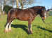 17hh CLYDESDALE STALLION AT STUD
