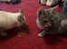 Ragdoll x bengal kittens