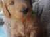 Beautiful Goldendoodle puppies ready in 4 weeks