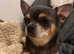 Adult Chihuahua blue and tan boy