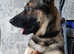 3 year old male German sheperd