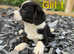LAST BOY Cardigan Welsh Corgi Pup