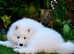KC REGISTERED Samoyed Puppies white bear type