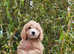 Cavapoopoo's