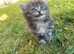Most stunning kittens