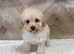 REDUCED Russian champion toy maltipoo puppies available