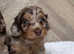 TOY SHOW TYPE COCKAPOO PUPPIES