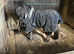 Stunning Shetland pony