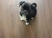 Male pug x chi
