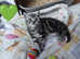 Scottish fold/straight kittens ready to reserve