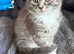 Half Ragdoll kittens available for new home