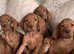 Kc registered Hungarian vizslas