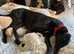 ***Fern Rescue*** 4 YO Greyhound