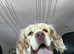Clumber spaniel looking for forever home