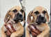 Boerboel girl