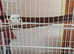 metal huge white bird cage on trolley with shelf - fab condition paw hut make