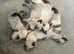 Beautiful Chunky Ragdoll Kittens