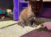 Chocolate brown kitten