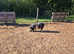 Male Kune Kune piglet