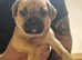 8 French bull dog cross pugs