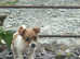 Short-legged, Small type Jack Russell Puppies