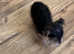 Tiny yorkie pup