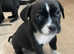 American bully X cane corso/boxer puppies for sale