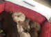 Cute little mini dachshund puppies for sale