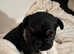 6 Frug puppies