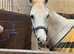 Fizz, 20 year old mare the complete all rounder