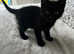 Female kitty