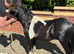 Registered Miniature Shetland 4 year old