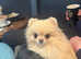 Teacup Gorgeous tiny Russian Pomeranian female in Swindo
