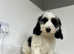 1 handsome chap looking for a home