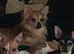 REDUCED -DNA tested parents full chihuahua puppies