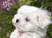 Exclusive Mini Maltese - Only One Boy Left!