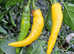 Chilli Plants - Carolina Reaper, Scotch Bonnet, Trinidad Scorpion