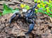 Asian Blue Forest Scorpion (Javanimetrus Cyaneus) at Birmingham Reptiles