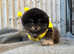 Ready Very cute and fluffy Pomeranian boy