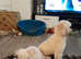 Toy poodle