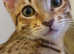 Stunning F5 Savannah kittens