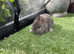 Agouti netherland dwarf baby rabbits for sale