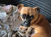 Chug puppies