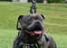 Blue Staffordshire Bull Terrier