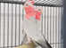 Stunning Galah talking parrot