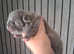 4 beautiful French bulldog puppies