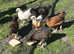 Females pullets chickens