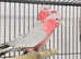 Stunning young baby Gallaa parrot